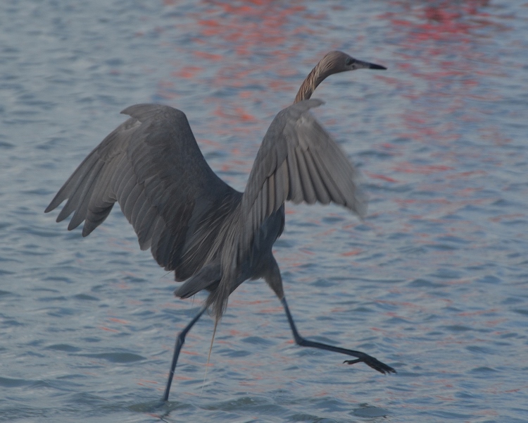 heron in water 